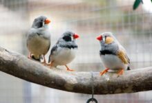 5 perawatan burung kutilang yang perlu diketahui