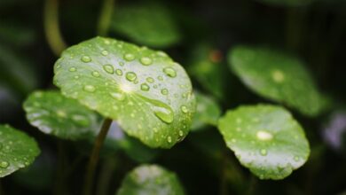 5 manfaat sunscreen yang mengandung centella asiatica