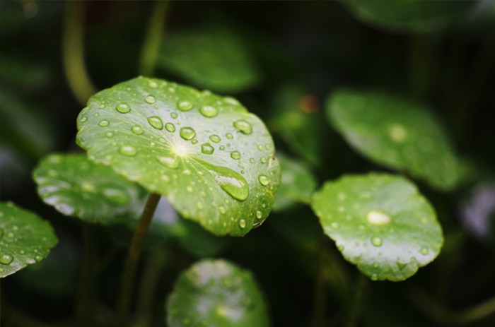 5 manfaat sunscreen yang mengandung centella asiatica