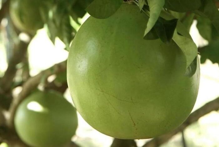 5 manfaat miracle fruit buah unik kaya nutrisi