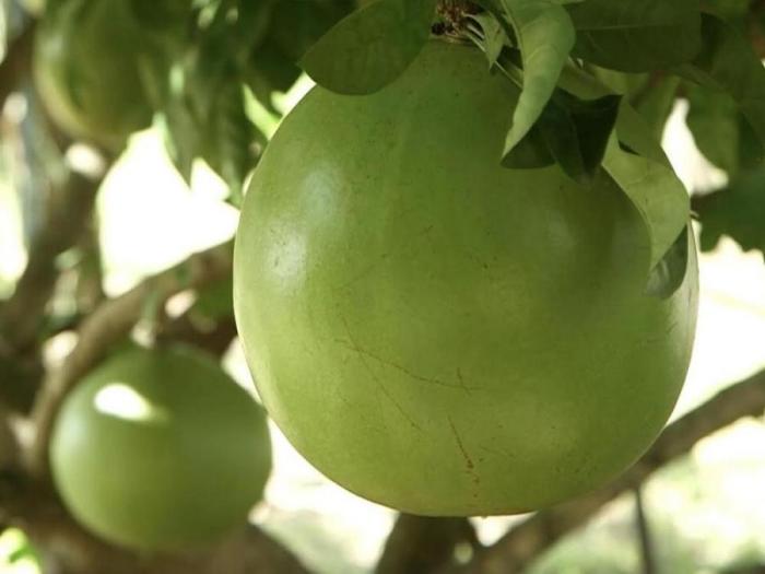 5 manfaat miracle fruit buah unik kaya nutrisi