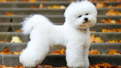 5 fakta menarik seputar anjing bichon frise