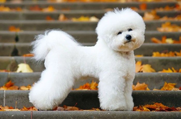 5 fakta menarik seputar anjing bichon frise