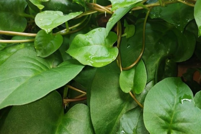 5 manfaat daun binahong untuk kecantikan