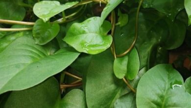 5 penyakit yang dapat dicegah dengan binahong