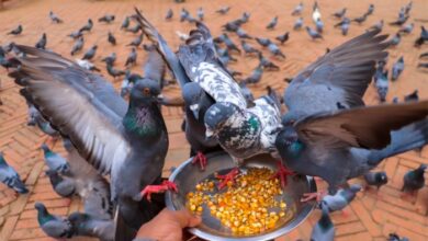 5 jenis makanan terbaik untuk burung dara