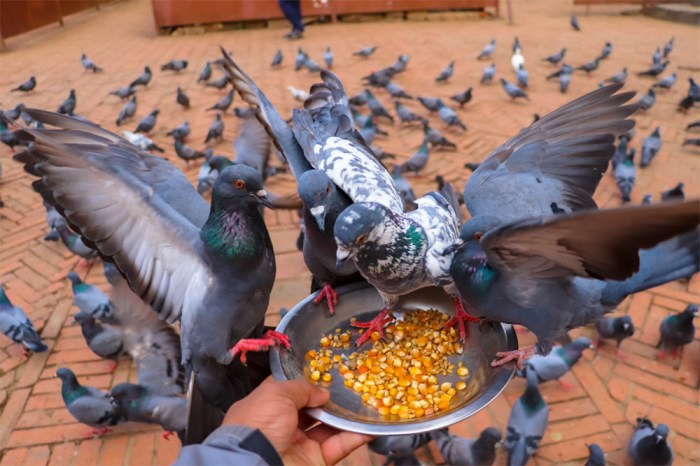 5 jenis makanan terbaik untuk burung dara