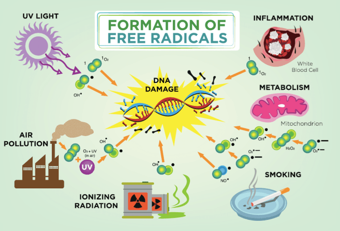 Radicals antioxidants formed foods 5 radikal bebas yang dapat merusak daya tahan tubuh