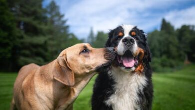 5 fakta unik mengenai anjing kintamani 1