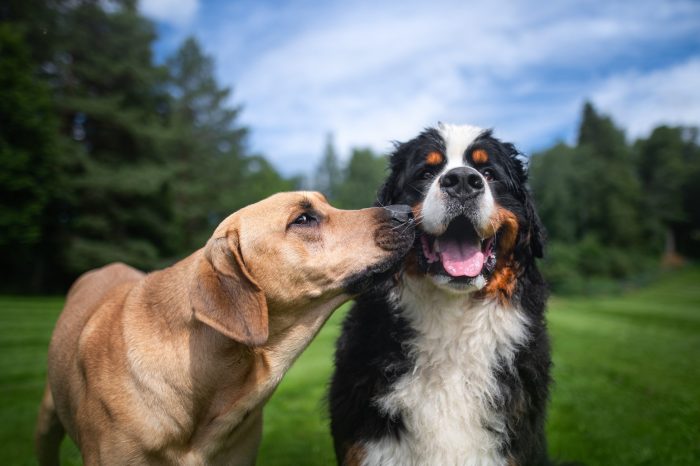 5 fakta unik mengenai anjing kintamani 1