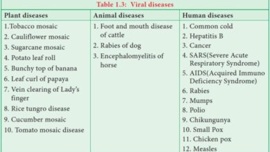 5 penyakit yang ditularkan dari hewan