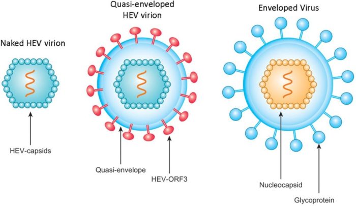 5 fakta yang perlu diketahui tentang hepatitis e