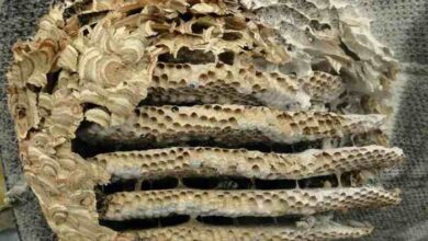 5 manfaat sarang tawon yang lezat