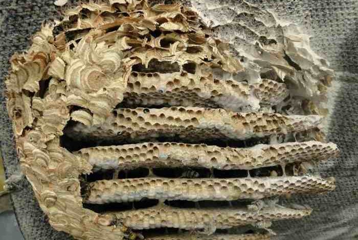 5 manfaat sarang tawon yang lezat