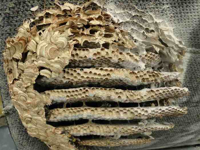 5 manfaat sarang tawon yang lezat