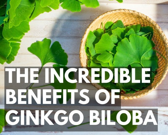 5 manfaat ginkgo biloba beserta efek sampingnya