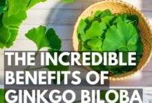 5 manfaat ginkgo biloba beserta efek sampingnya