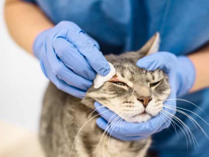 3 cara ampuh menghilangkan jamur pada kucing peliharaan