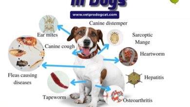 5 penyakit yang sering dialami oleh anjing ras