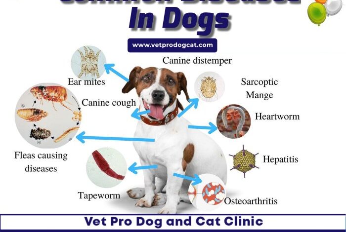 5 penyakit yang sering dialami oleh anjing ras