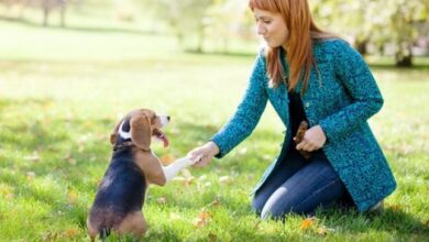 5 jenis anjing yang mudah untuk dilatih