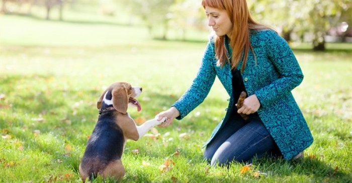 5 jenis anjing yang mudah untuk dilatih