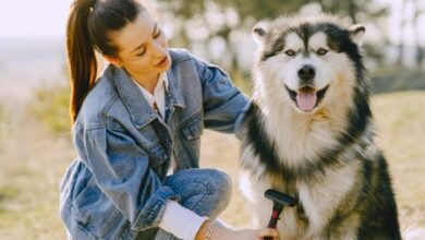 5 hal yang perlu diperhatikan saat menyikat bulu anjing