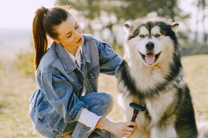 5 hal yang perlu diperhatikan saat menyikat bulu anjing