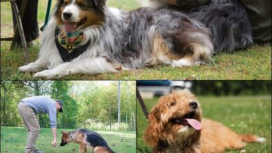 5 masalah yang terjadi saat melatih anjing peliharaan