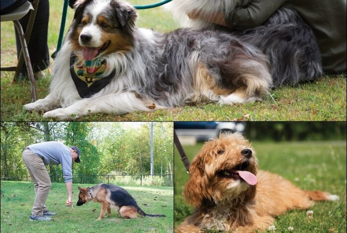 5 masalah yang terjadi saat melatih anjing peliharaan