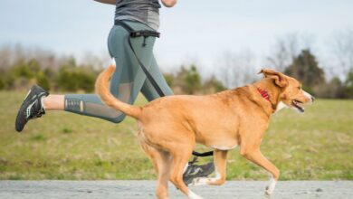 5 jenis olahraga menyenangkan untuk anjing peliharaan