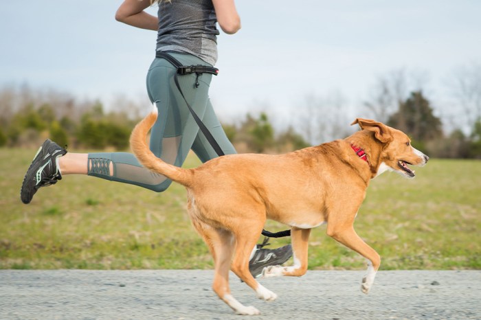 5 jenis olahraga menyenangkan untuk anjing peliharaan