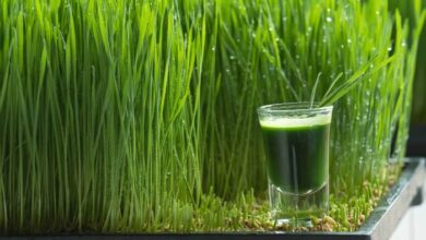 5 manfaat wheatgrass yang perlu diketahui