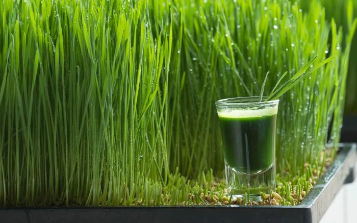 5 manfaat wheatgrass yang perlu diketahui