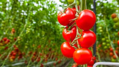 5 manfaat tomat untuk kecantikan