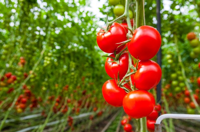 Tomatoes benefits 5 manfaat tomat untuk kecantikan
