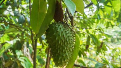 5 manfaat buah sirsak bagi kesehatan tubuh yang perlu diketahui