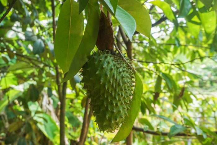 5 manfaat buah sirsak bagi kesehatan tubuh yang perlu diketahui