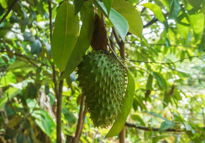 5 manfaat buah sirsak bagi kesehatan tubuh yang perlu diketahui