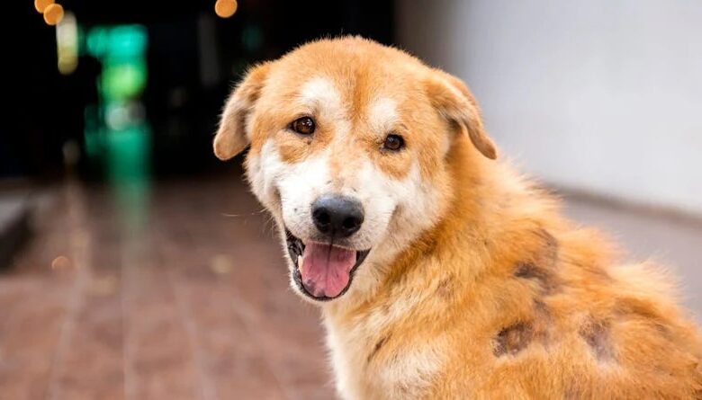 5 penyebab bulu anjing rontok dan cara menanganinya