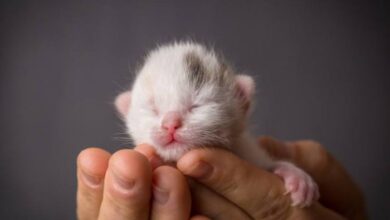 5 cara merawat anak kucing baru lahir tanpa induk