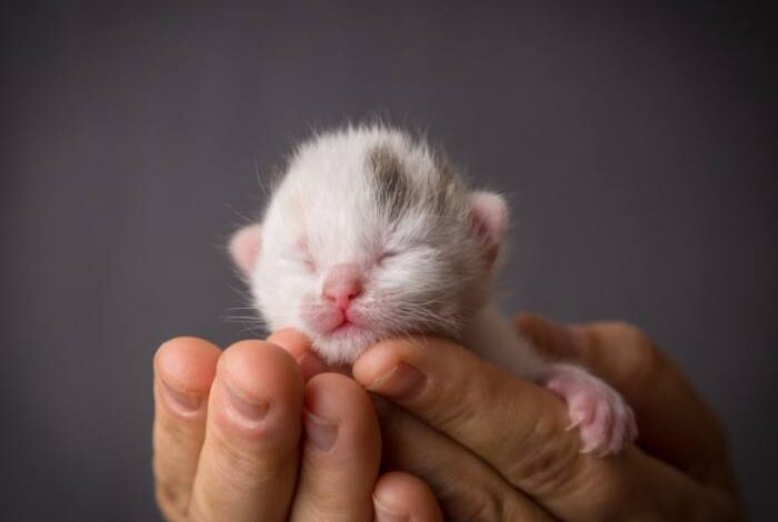 5 cara merawat anak kucing baru lahir tanpa induk