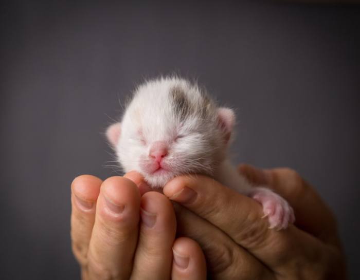 5 cara merawat anak kucing baru lahir tanpa induk