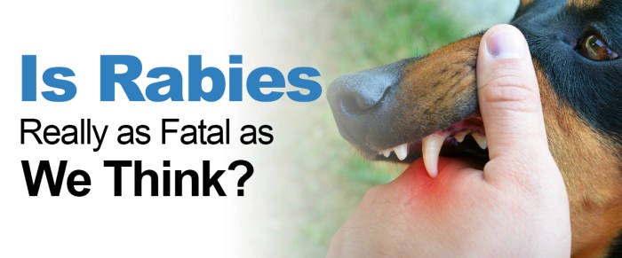 5 gejala awal rabies setelah digigit anjing yang terinfeksi