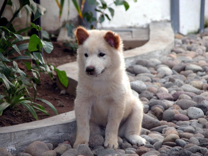 5 fakta unik mengenai anjing kintamani 1