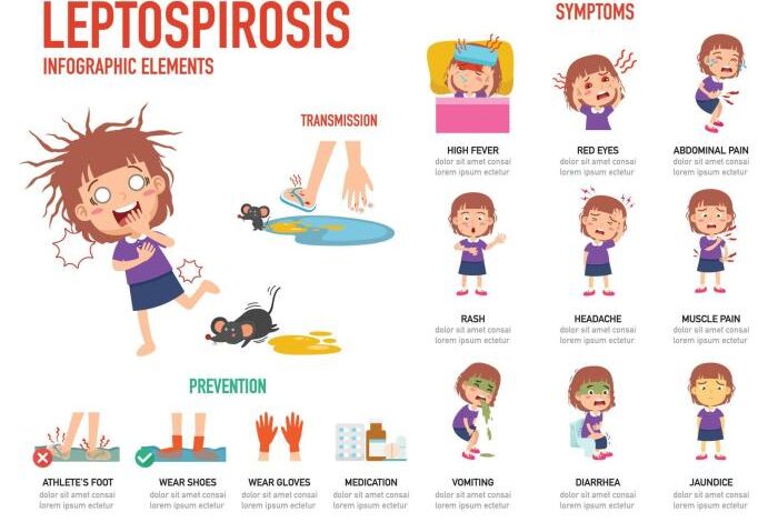 2 fase awal leptospirosis yang tidak boleh diabaikan