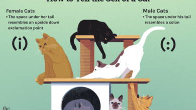 5 perilaku umum yang dimiliki kucing betina dan jantan