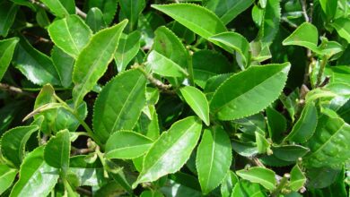 5 jenis teh ini terbuat dari daun camellia sinensis