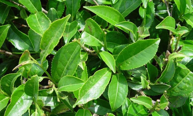 5 jenis teh ini terbuat dari daun camellia sinensis