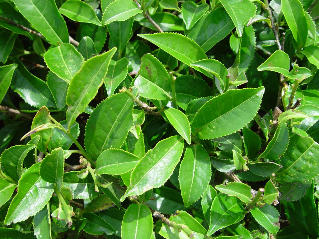 5 jenis teh ini terbuat dari daun camellia sinensis